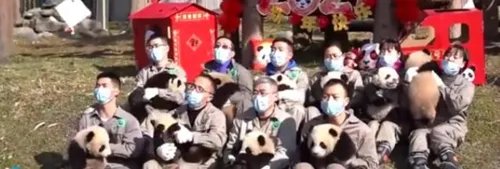 熊猫宝宝的不情愿拜年现场火了，你认为熊猫成为国宝的原因有哪些？