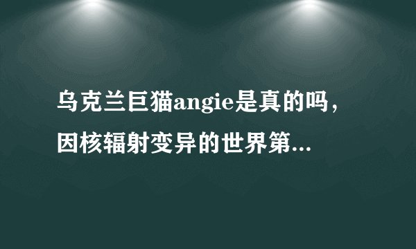 乌克兰巨猫angie是真的吗，因核辐射变异的世界第一巨猫(谣言)-飞外网
