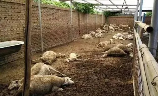 山东销毁毒大葱是真的?