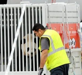 大熊猫抵达德国是怎么回事?