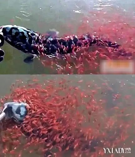【震撼】千条小蛇头鱼合力救母恐怖蛇头鱼有什么功效