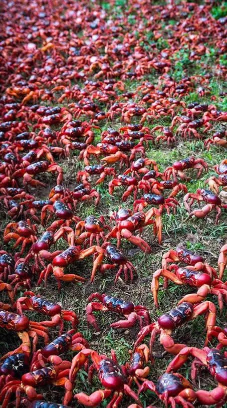 旅行无意发现这幕:近看惊呆了!(组图)