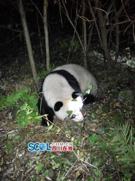 大熊猫误入水电站 历经3小时被成功解救