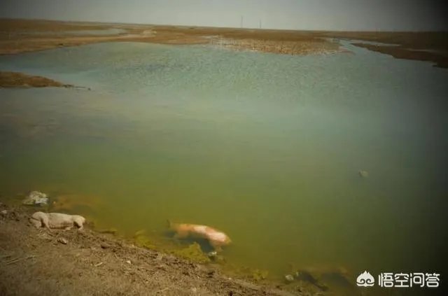 “黄河大堤内现死猪”事件到底是怎么回事？这些猪都是哪来的啊？