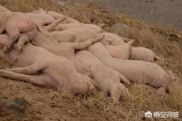 “黄河大堤内现死猪”事件到底是怎么回事？这些猪都是哪来的啊？