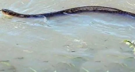 暴雨天碰到这个要赶紧逃命!