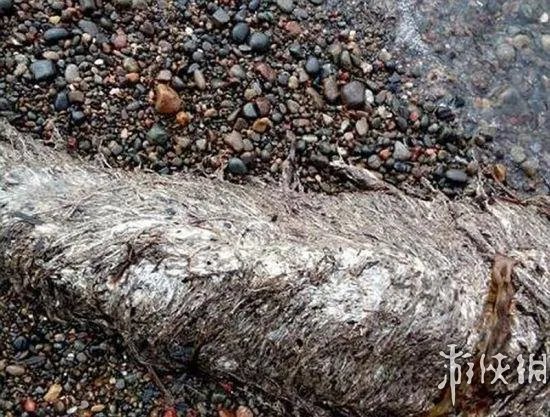 海滩惊现怪兽尸体 盘点10大轰动全球的海滩神秘怪兽