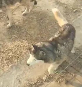 动物园狼舍现二哈 二哈竟然在狼群中也能混得开