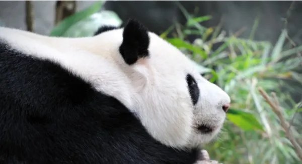 大熊猫公开招募认养的方式你怎么看?你觉得这样的做法对它们来说是好是坏?