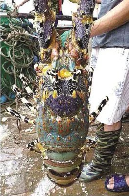 渔民捕到神秘龙虾 形状巨大五彩斑斓