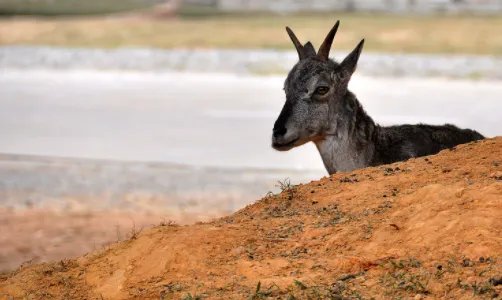 园方通报游客野生动物园擅自下车,到底是怎么回事?