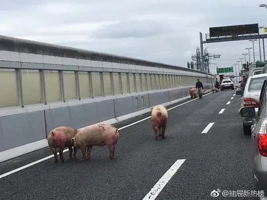 19头猪车祸逃走 猪在高速上“开车”是怎么回事?