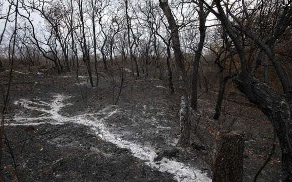 亚马逊雨林烧了3个星期,什么原因导致雨林燃烧?
