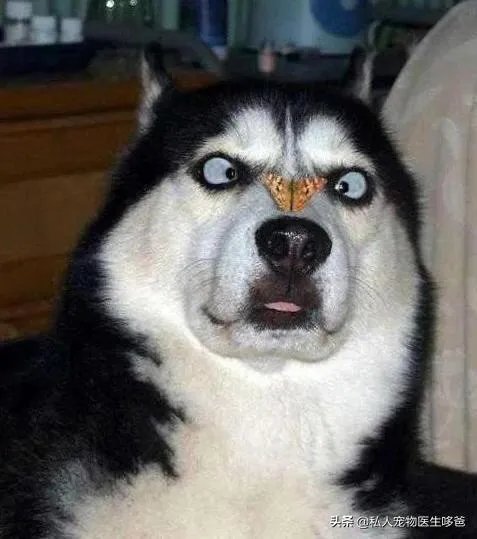 哈士奇吃什么狗粮好?