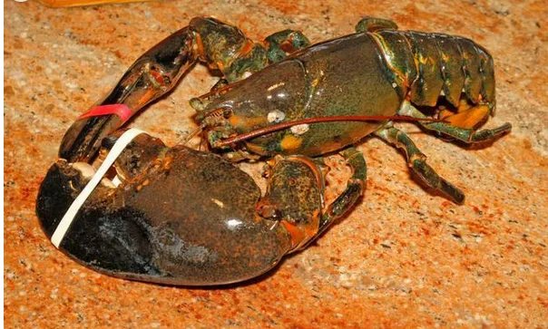 132岁老龙虾放生是怎么回事?