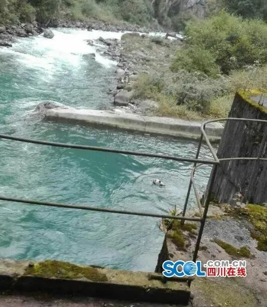 大熊猫误入水电站 历经3小时被成功解救