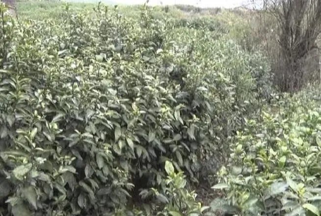 南京农妇采茶被人一箭穿心是怎么回事?