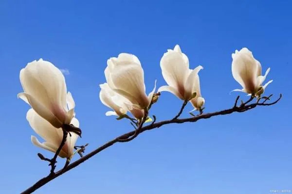 中国油价处在世界什么水平?