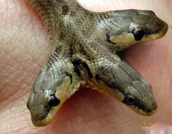 印度三头蛇真实图片有多可怕 三头蛇真的存在吗