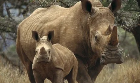 园方通报游客野生动物园擅自下车,到底是怎么回事?