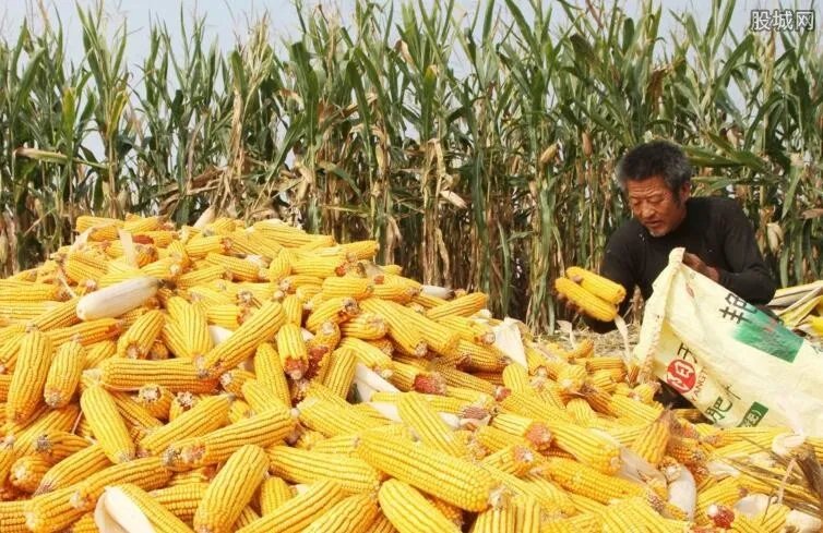 贵州种玉米将被罚 继续种将会受到怎么样的处罚?