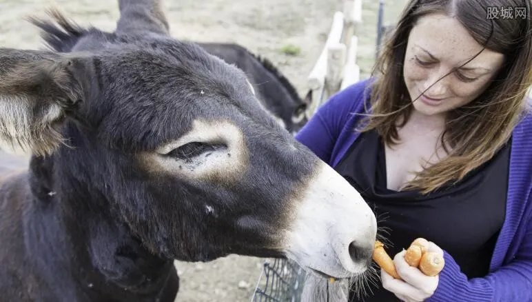 假驴肉销往北京 正宗驴肉大概多少钱一斤