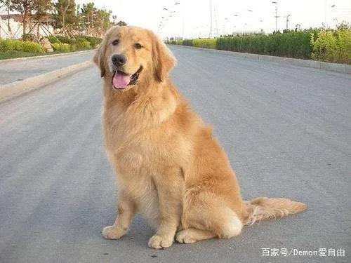 siri金毛托运事件,你怎么看？