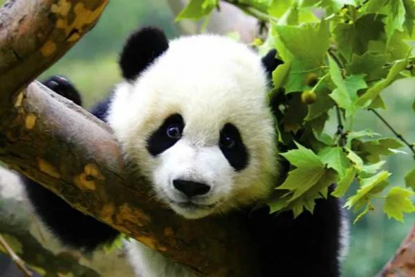 英国考虑将大熊猫送回中国,大熊猫在国外具有怎样的价值?