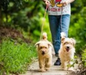 济南发布养犬通告内容是什么？