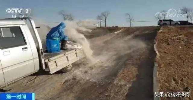 “黄河大堤内现死猪”事件到底是怎么回事？这些猪都是哪来的啊？