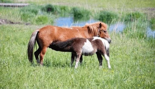地震瞬间熊猫妈妈携幼崽室外避险,动物对地震的感知能力有多强?