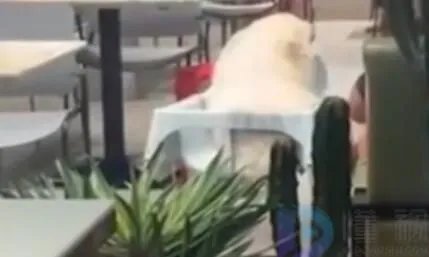 狗进饭店站婴儿座椅里进食 担心卫生问题