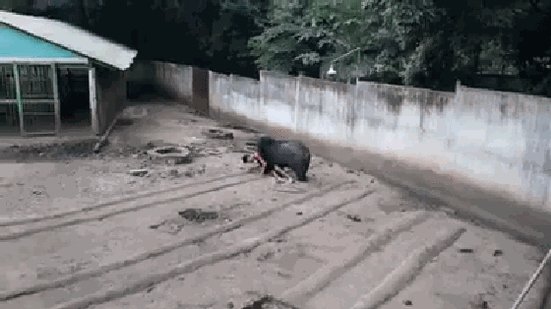 泰男子逗黑熊为何被咬呢?