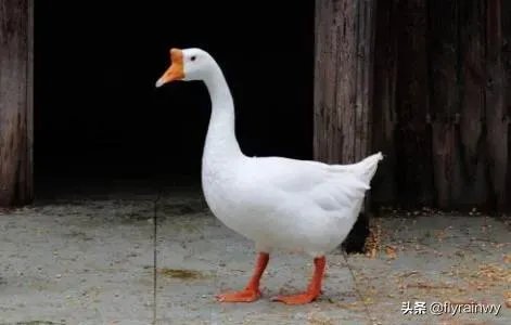 腾讯老干妈纠纷不断反转，你认为谁是这次事件的最大赢家？