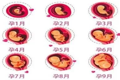 胚胎生长过程图