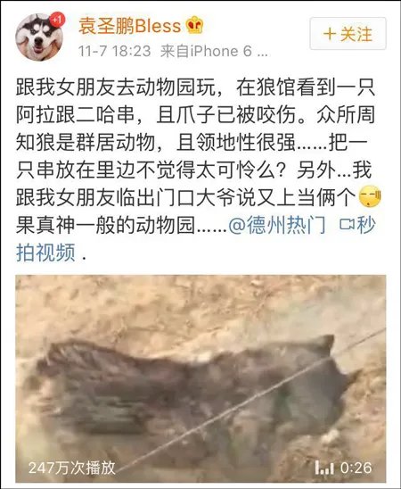 动物园狼舍现二哈 二哈竟然在狼群中也能混得开