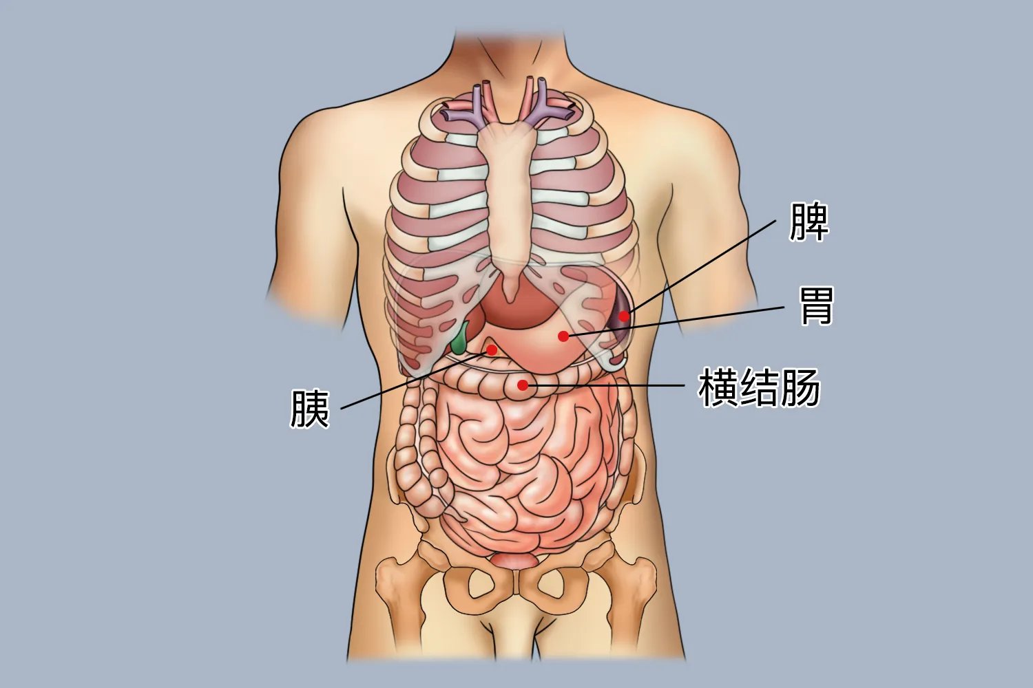左侧肋骨下方是哪个器官图