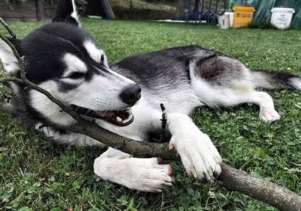 二哈到底是多神奇的动物,竟然把奶奶气进了医院?