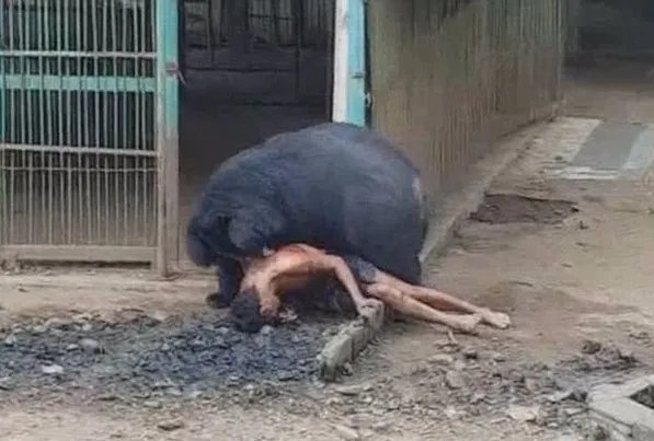 泰男子逗黑熊为何被咬呢?