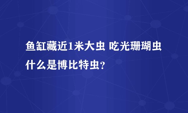 鱼缸藏近1米大虫 吃光珊瑚虫 什么是博比特虫？