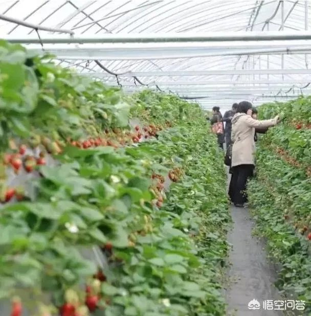 老人海南组团偷芒果的原因是什么?对此你怎么看?