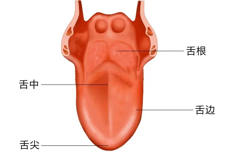 口腔器官名称图片