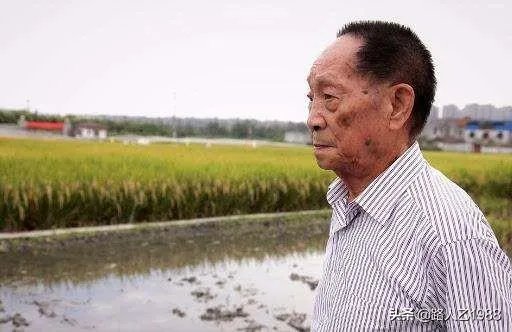 袁隆平提出发展“海水稻”目标:选育品种,每年可增产300亿公斤,你怎么看?