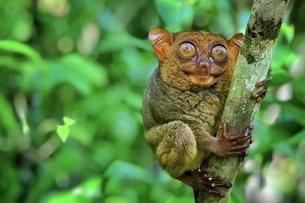 世界十大丑陋动物排行榜 眼镜猴上榜，第六被很多人称为“怪物”