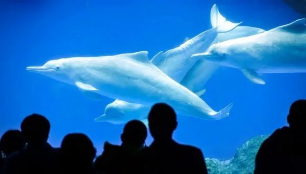 中华白海豚亮相是怎么回事?