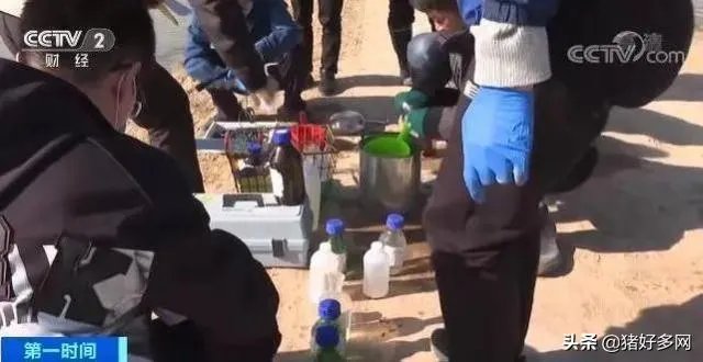 “黄河大堤内现死猪”事件到底是怎么回事？这些猪都是哪来的啊？