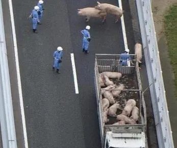 19头猪车祸逃走 猪在高速上“开车”是怎么回事?