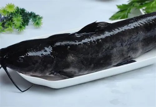 长江回鱼的营养价值有哪些  长江回鱼的作用有哪些