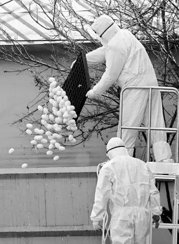 韩国紧急扑杀家禽 因禽流感再次来袭