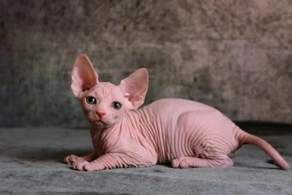 世界十大丑陋动物排行榜 眼镜猴上榜，第六被很多人称为“怪物”